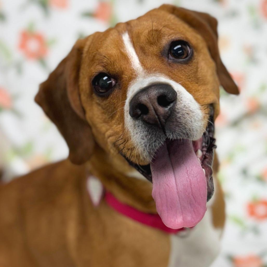 Enlarge Peanut Butter, a Adoptable mixed breed in Springfield, MA image 1/5