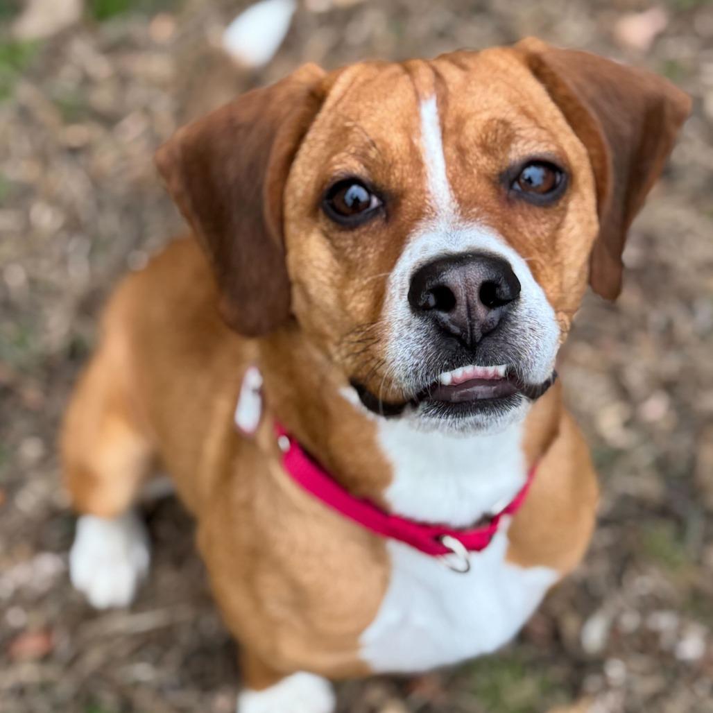 Enlarge Peanut Butter, a Adoptable mixed breed in Springfield, MA image 2/5