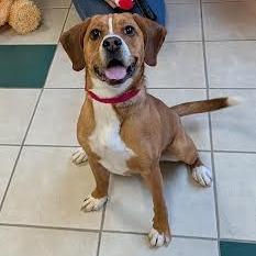 Enlarge Peanut Butter, a Adoptable mixed breed in Springfield, MA image 3/5