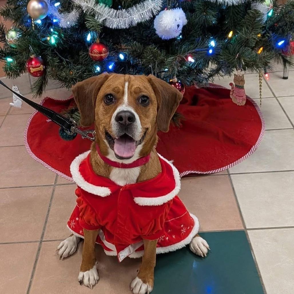 Enlarge Peanut Butter, a Adoptable mixed breed in Springfield, MA image 4/5