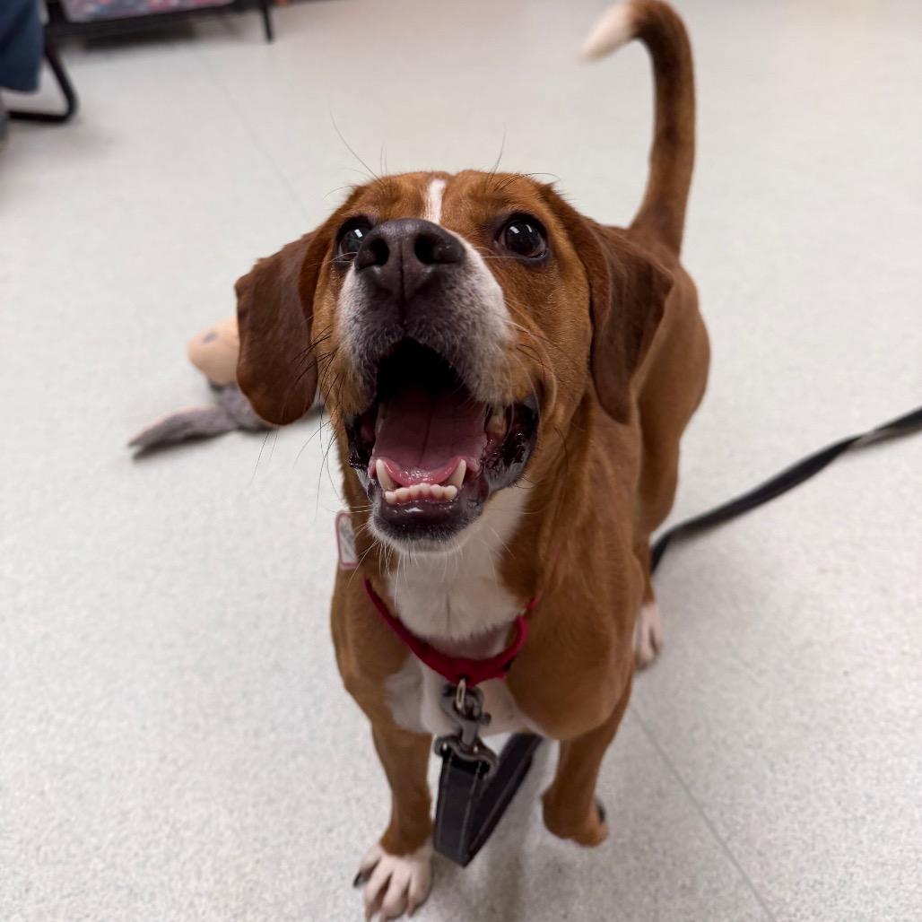 Enlarge Peanut Butter, a Adoptable mixed breed in Springfield, MA image 5/5