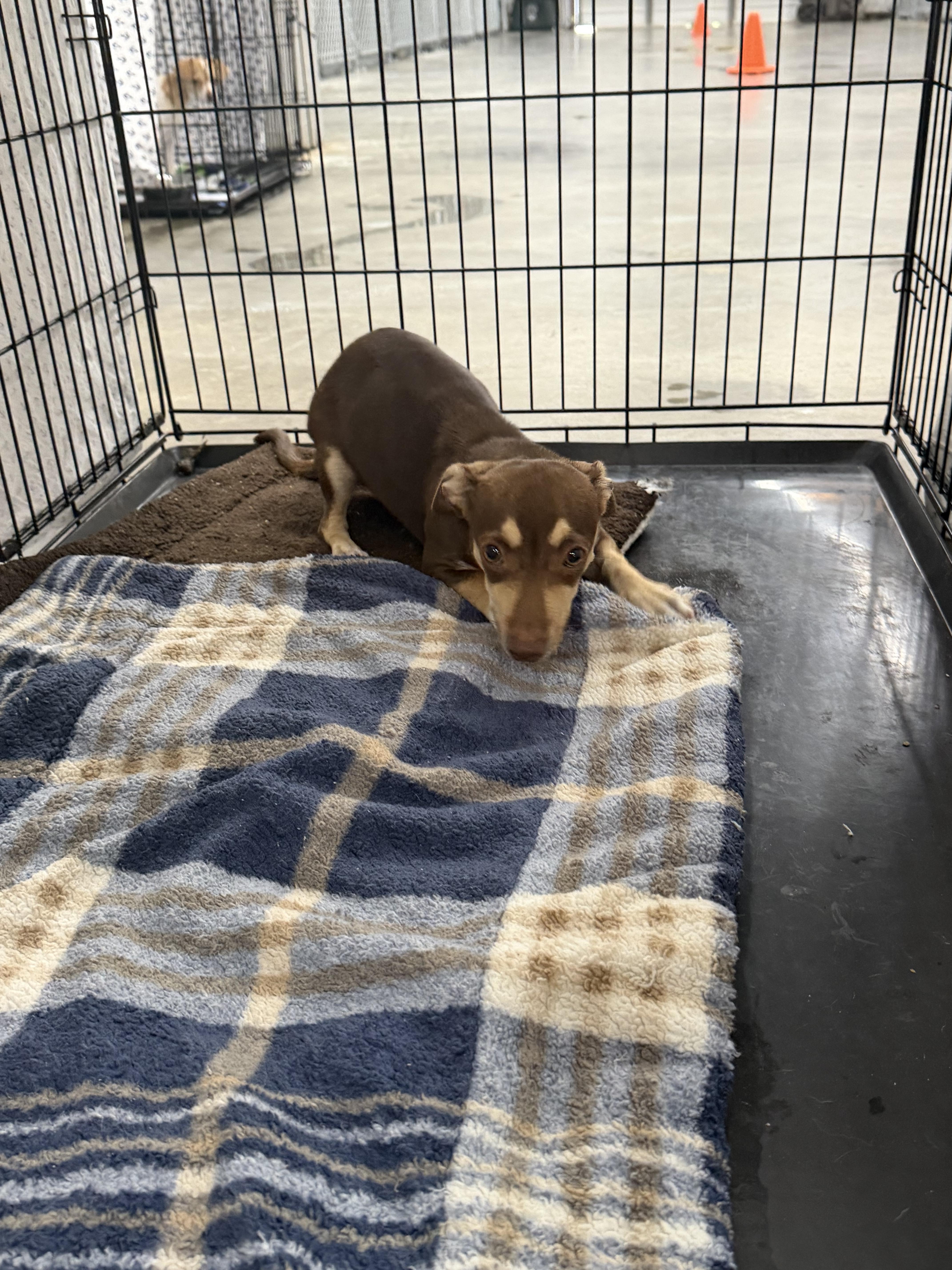 Enlarge Ronaldo, an adopted mixed breed in Elizabethtown, NC image 1/1