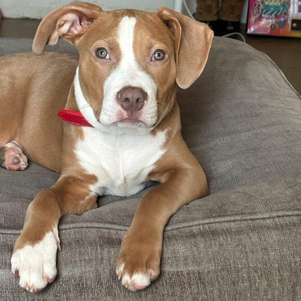 Maximus, Adoptable, Young Male Pit Bull Terrier.