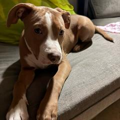 Maximus, a Adoptable Pit Bull Terrier in Oceanside, NY image 2/2