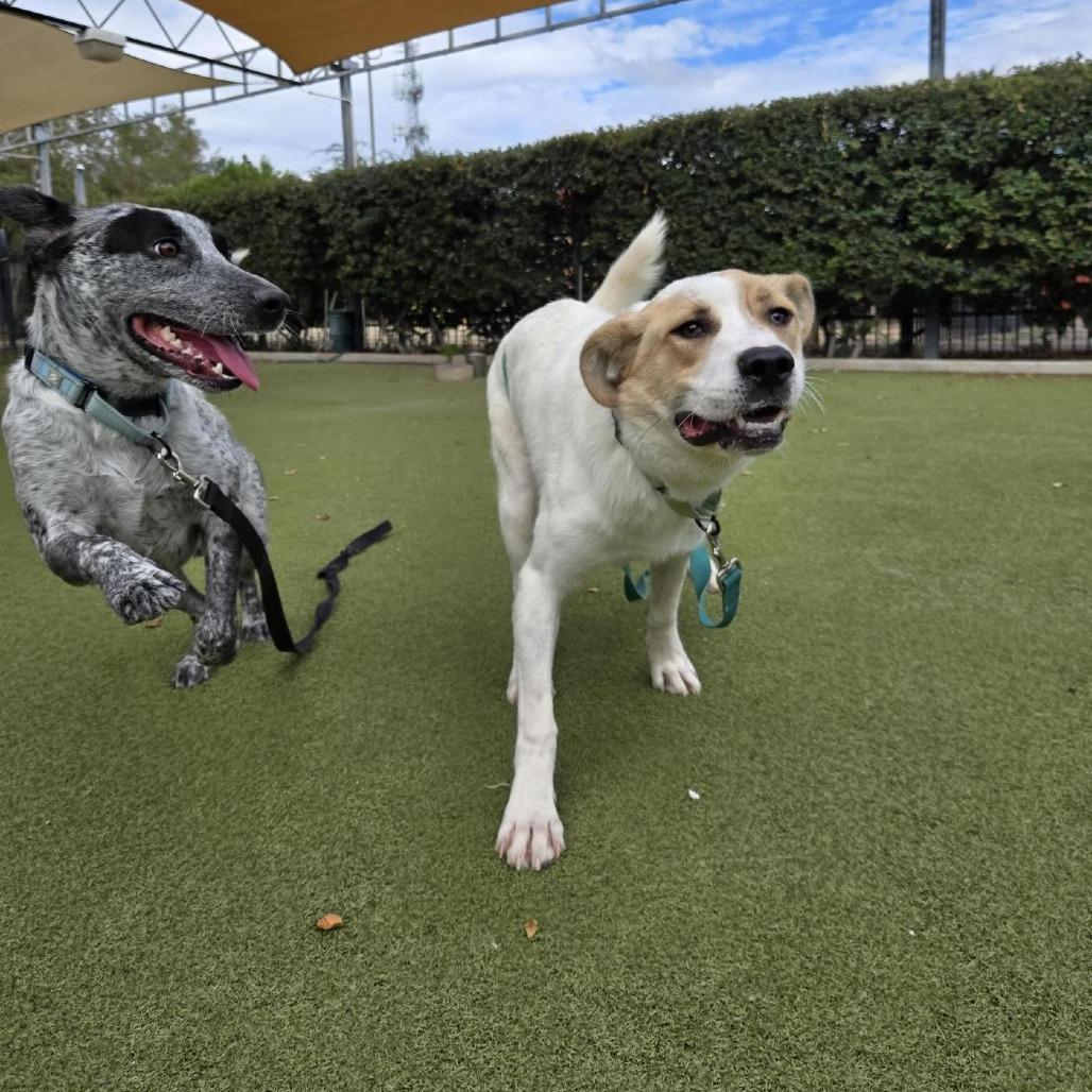 Chopin, Adoptable, Young Male Great Pyrenees & Mixed Breed.