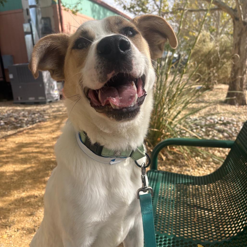 Enlarge Chopin, a Adoptable mixed breed in Albuquerque, NM image 2/6