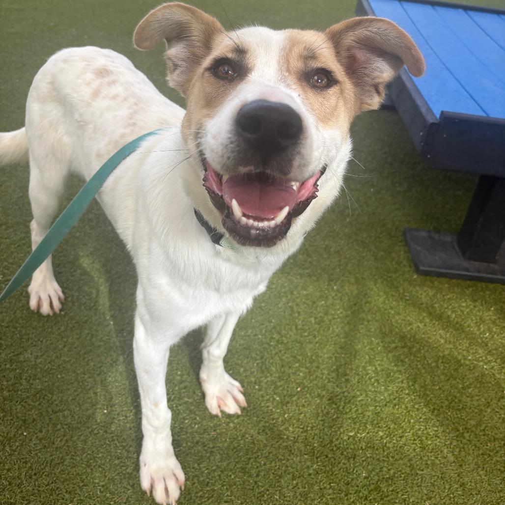 Enlarge Chopin, a Adoptable mixed breed in Albuquerque, NM image 3/6