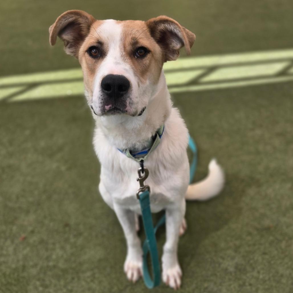 Enlarge Chopin, a Adoptable mixed breed in Albuquerque, NM image 4/6