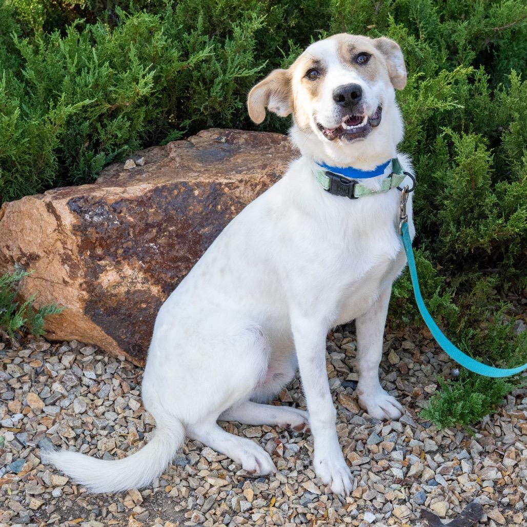Enlarge Chopin, a Adoptable mixed breed in Albuquerque, NM image 5/6