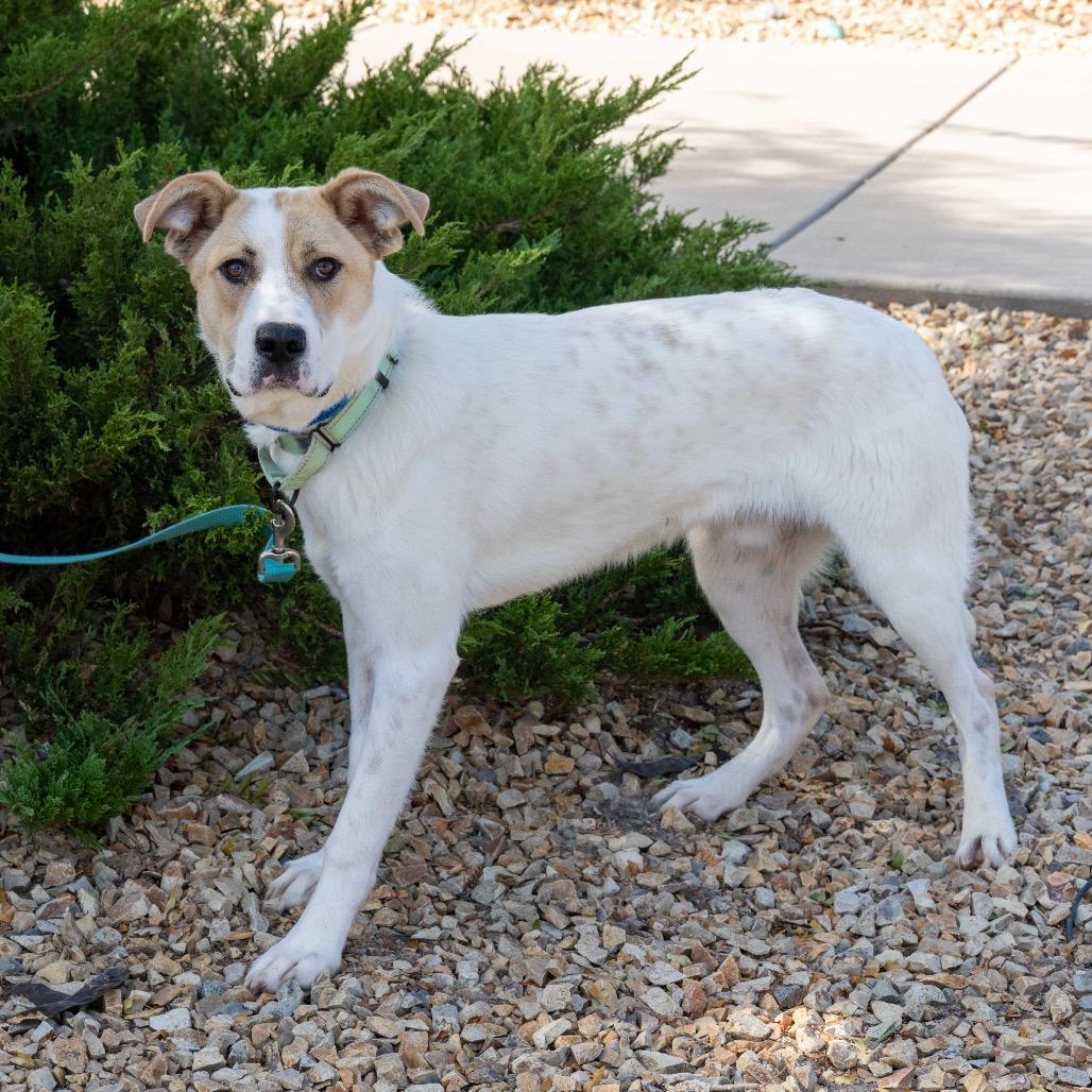 Enlarge Chopin, a Adoptable mixed breed in Albuquerque, NM image 6/6