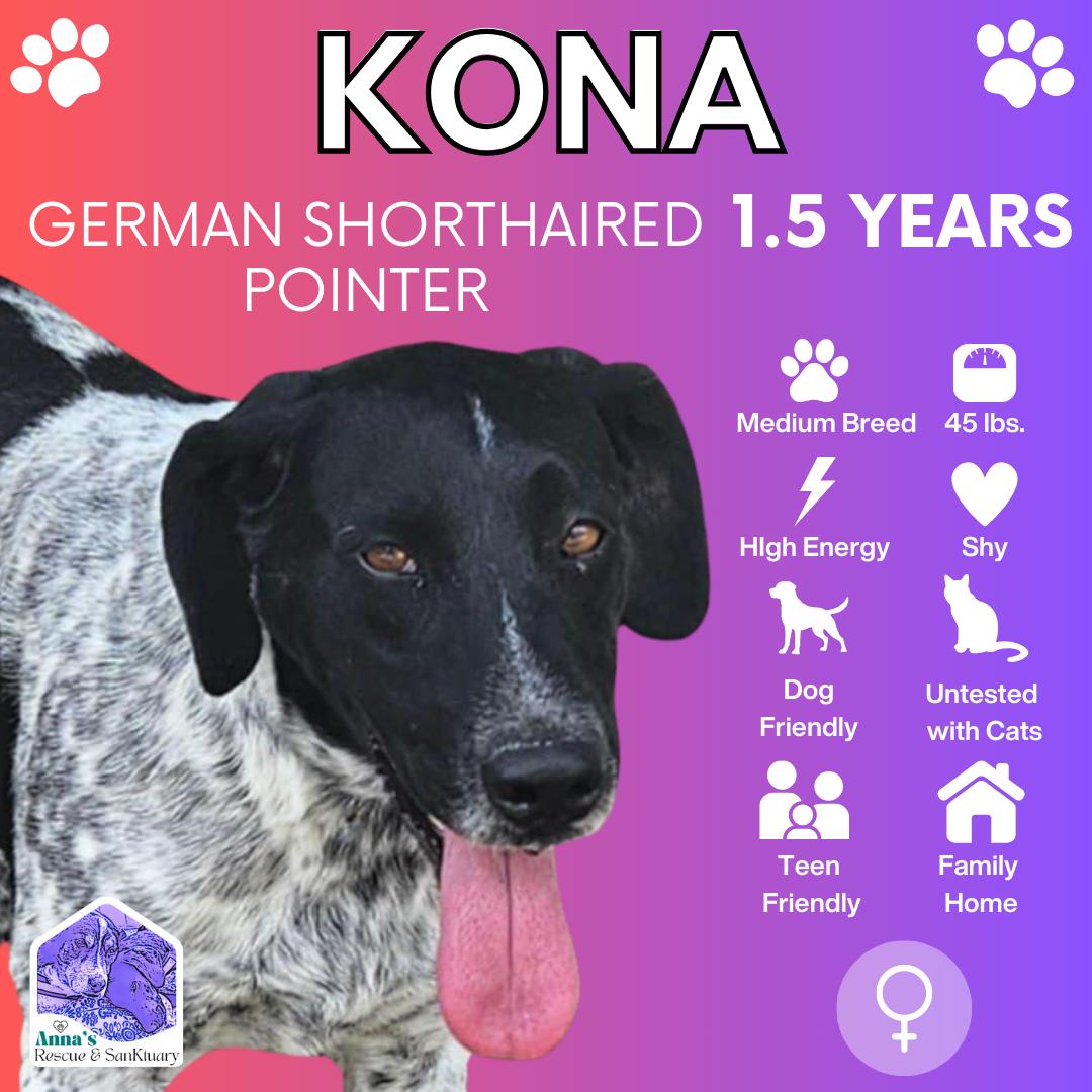 Kona, an adoptable German Shorthaired Pointer in Aurora, ON, L4G 1M9 | Photo Image 1