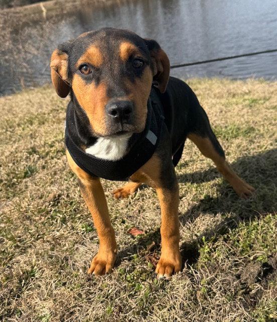 Enlarge Stetson, a Adopted mixed breed in Tarrytown, GA image 1/3