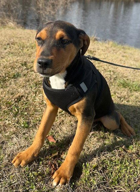 Enlarge Stetson, a Adopted mixed breed in Tarrytown, GA image 2/3