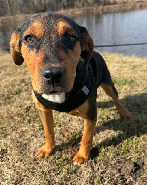 Enlarge Stetson, a Adopted mixed breed in Tarrytown, GA image 3/3