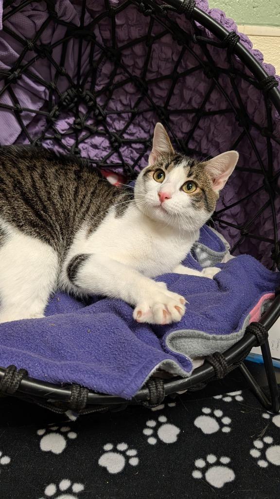 Montag, Adoptable, Young Male Domestic Short Hair.