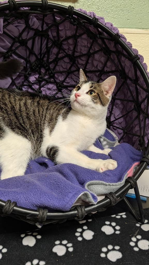 Montag, a Adoptable mixed breed in Ellijay, GA image 2/3