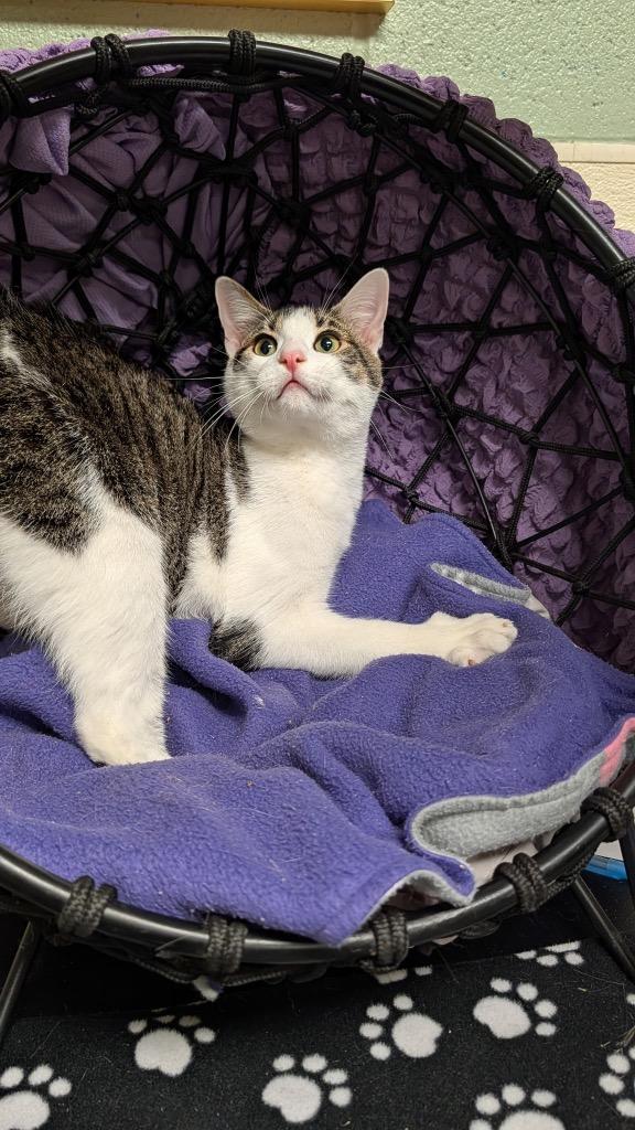 Montag, a Adoptable mixed breed in Ellijay, GA image 3/3