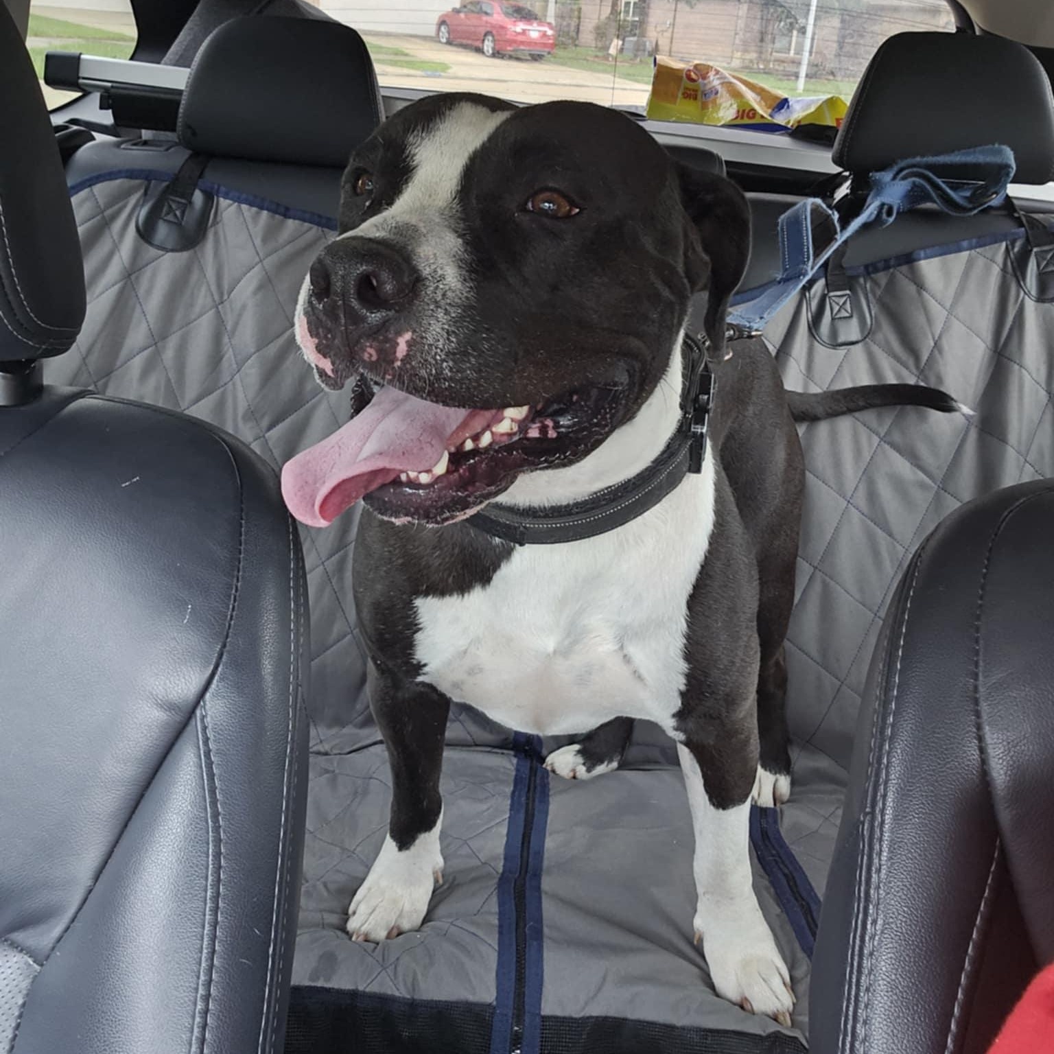 Bruce, a Adoptable mixed breed in Houston, TX image 2/5