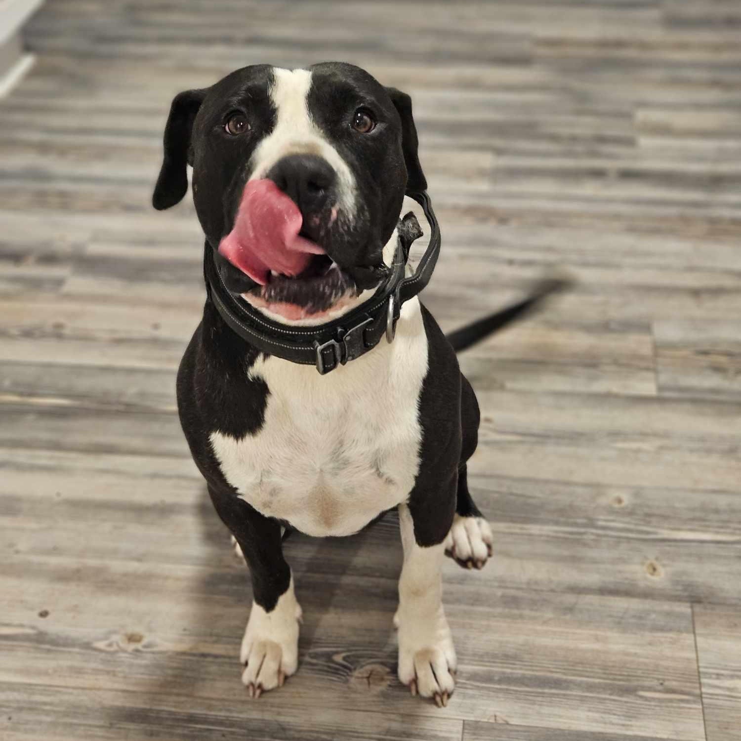 Bruce, a Adoptable mixed breed in Houston, TX image 3/5