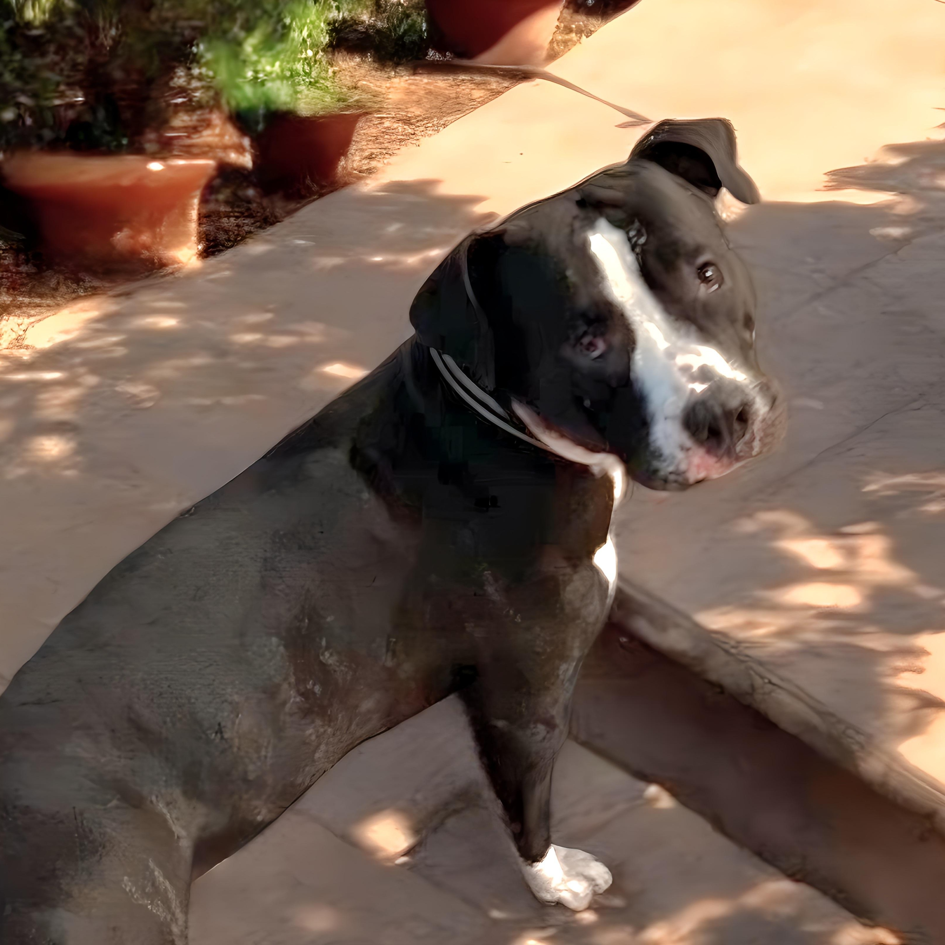 Bruce, a Adoptable mixed breed in Houston, TX image 5/5