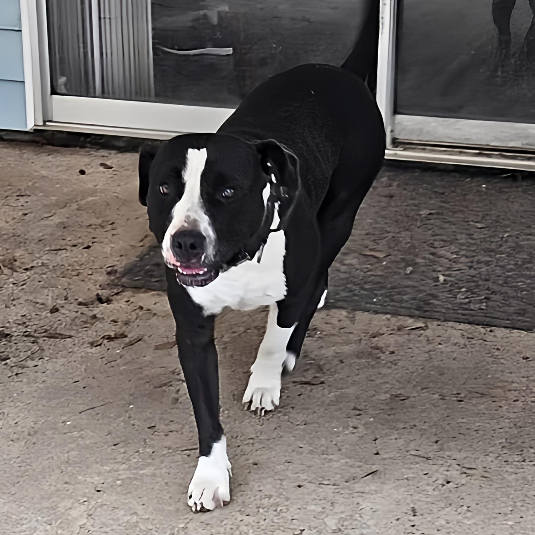 Bruce, Adoptable, Adult Male Pit Bull Terrier.