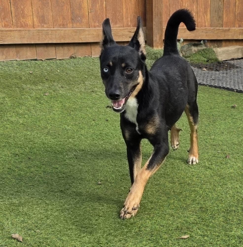 Roxy, a ADOPTABLE mixed breed in Huntington, NY image 2/5