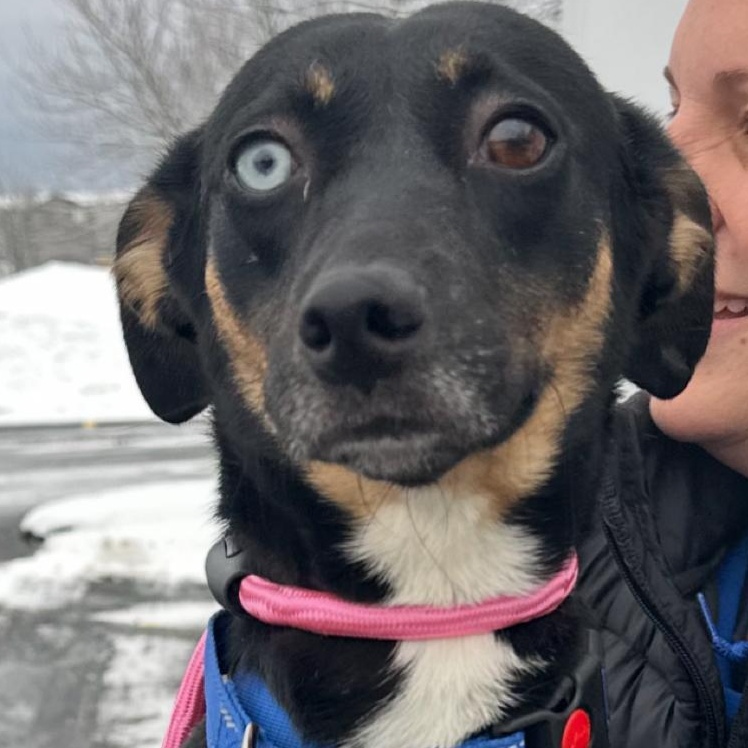 Roxy, ADOPTABLE, Puppy Female German Shepherd Dog & Mixed Breed.