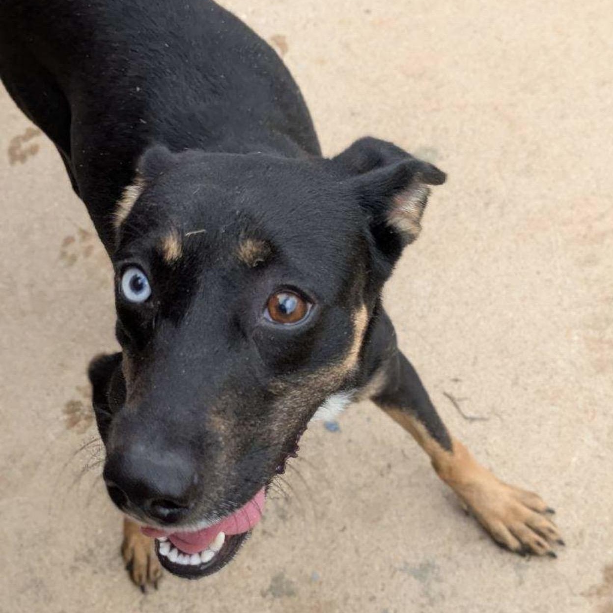 Enlarge Roxy, a ADOPTABLE mixed breed in Seabrook, NH image 5/5