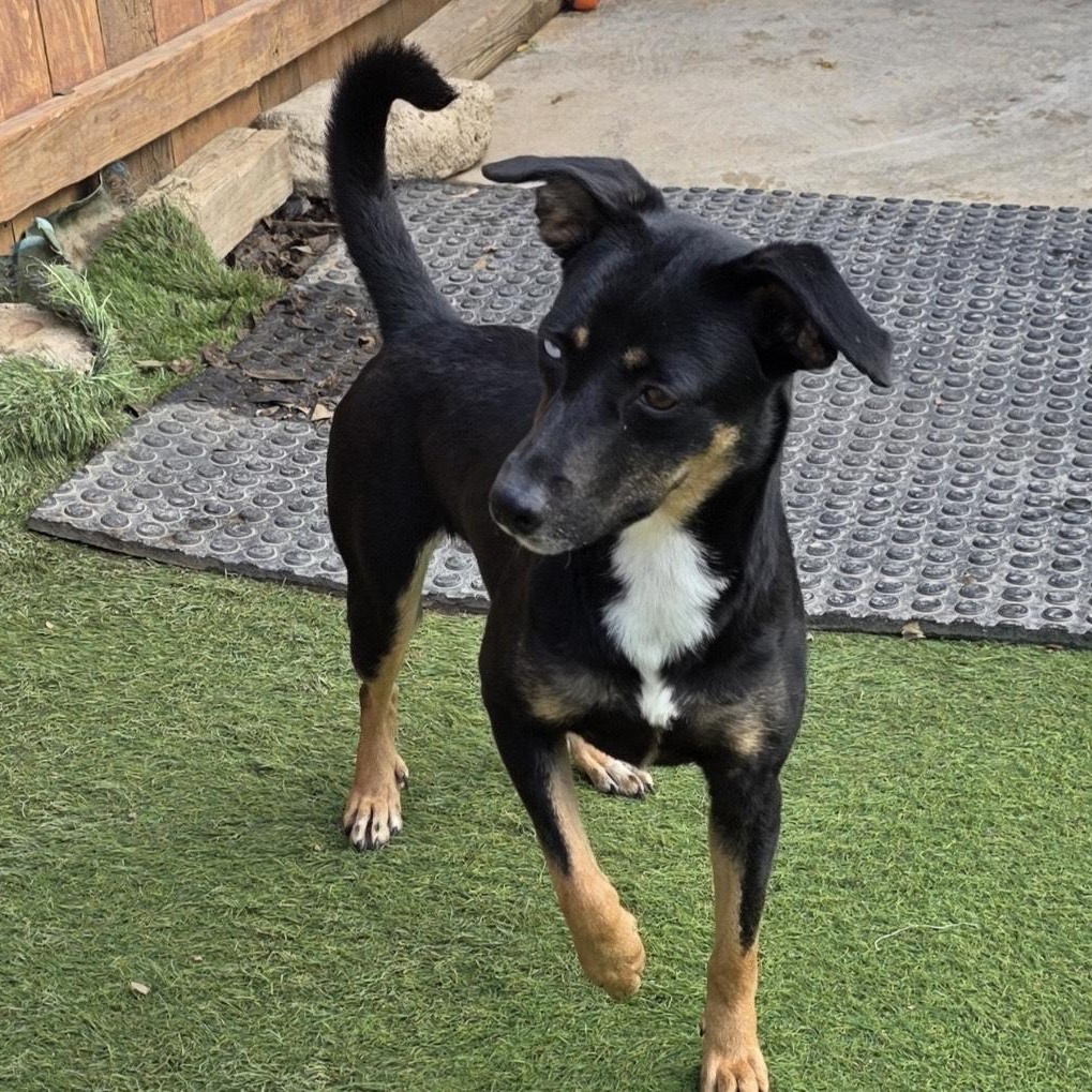 Roxy, a ADOPTABLE mixed breed in Huntington, NY image 4/5