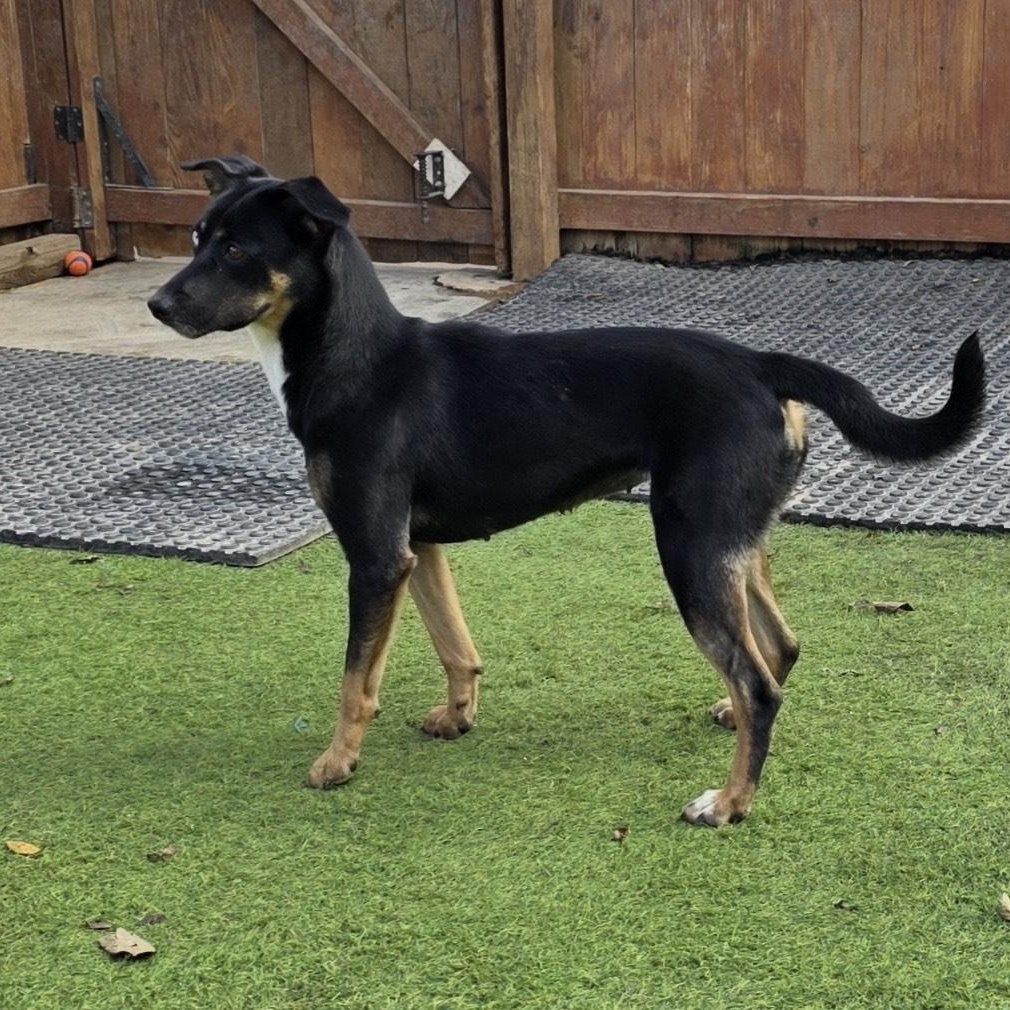 Roxy, a ADOPTABLE mixed breed in Huntington, NY image 5/5