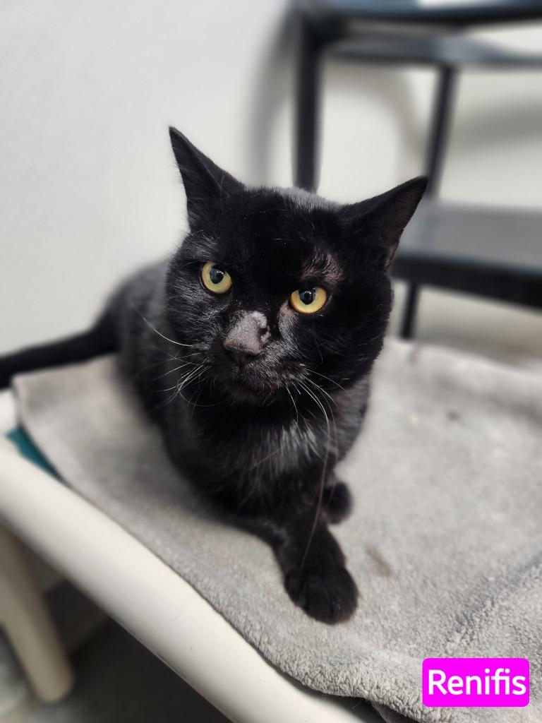 Renfis, ADOPTABLE, Young Male Domestic Short Hair.