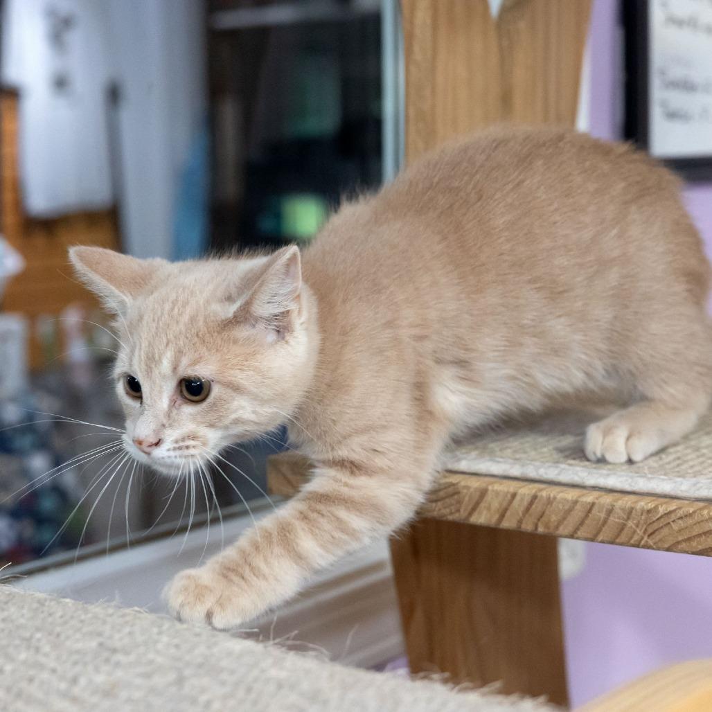 Enlarge Kate, a Adoptable Domestic Short Hair in McKean, PA image 1/5