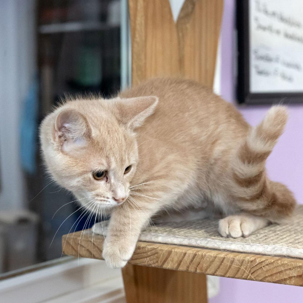 Enlarge Kate, a Adoptable Domestic Short Hair in McKean, PA image 2/5