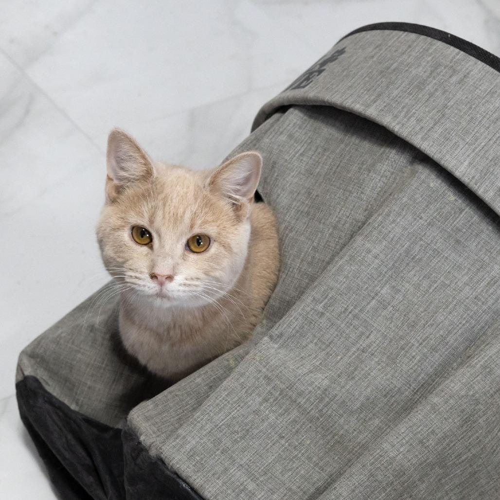 Enlarge Kate, a Adoptable Domestic Short Hair in McKean, PA image 3/5