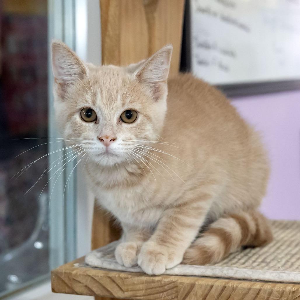 Enlarge Kate, a Adoptable Domestic Short Hair in McKean, PA image 4/5