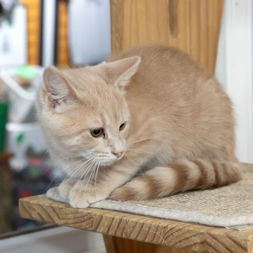 Enlarge Kate, a Adoptable Domestic Short Hair in McKean, PA image 5/5