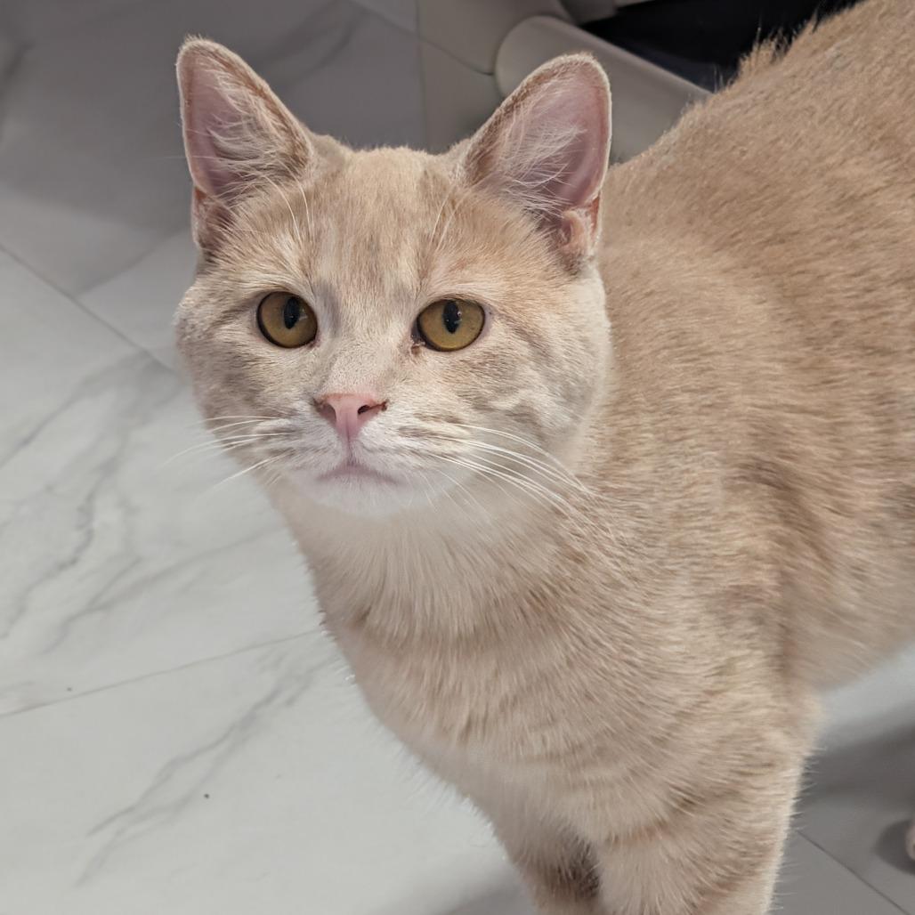 Enlarge Kate, a Adoptable Domestic Short Hair in McKean, PA image 6/6