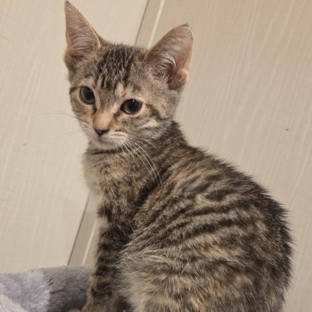 Debbie, Adoptable, Kitten Female Domestic Short Hair.