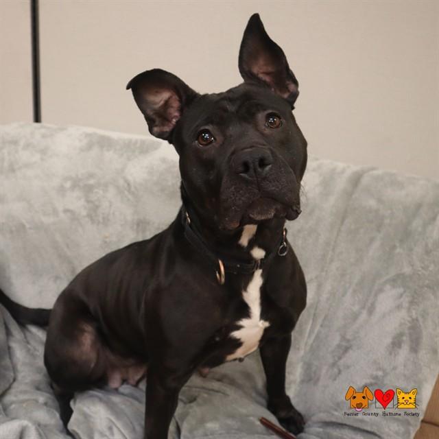 NYX, Adoptable, Adult Female Pit Bull Terrier.