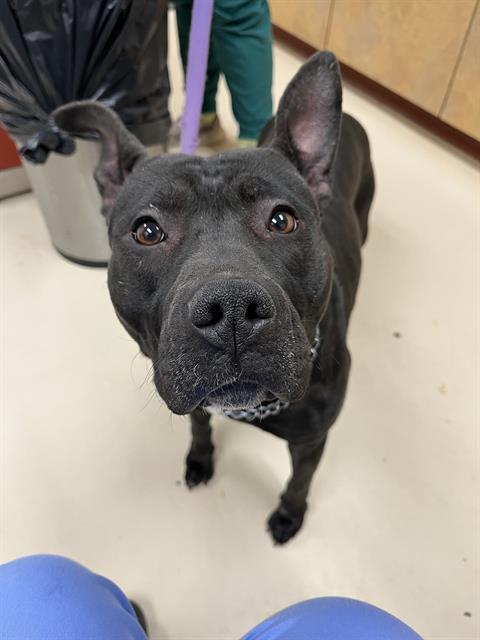 NYX, Adoptable, Adult Female Pit Bull Terrier.