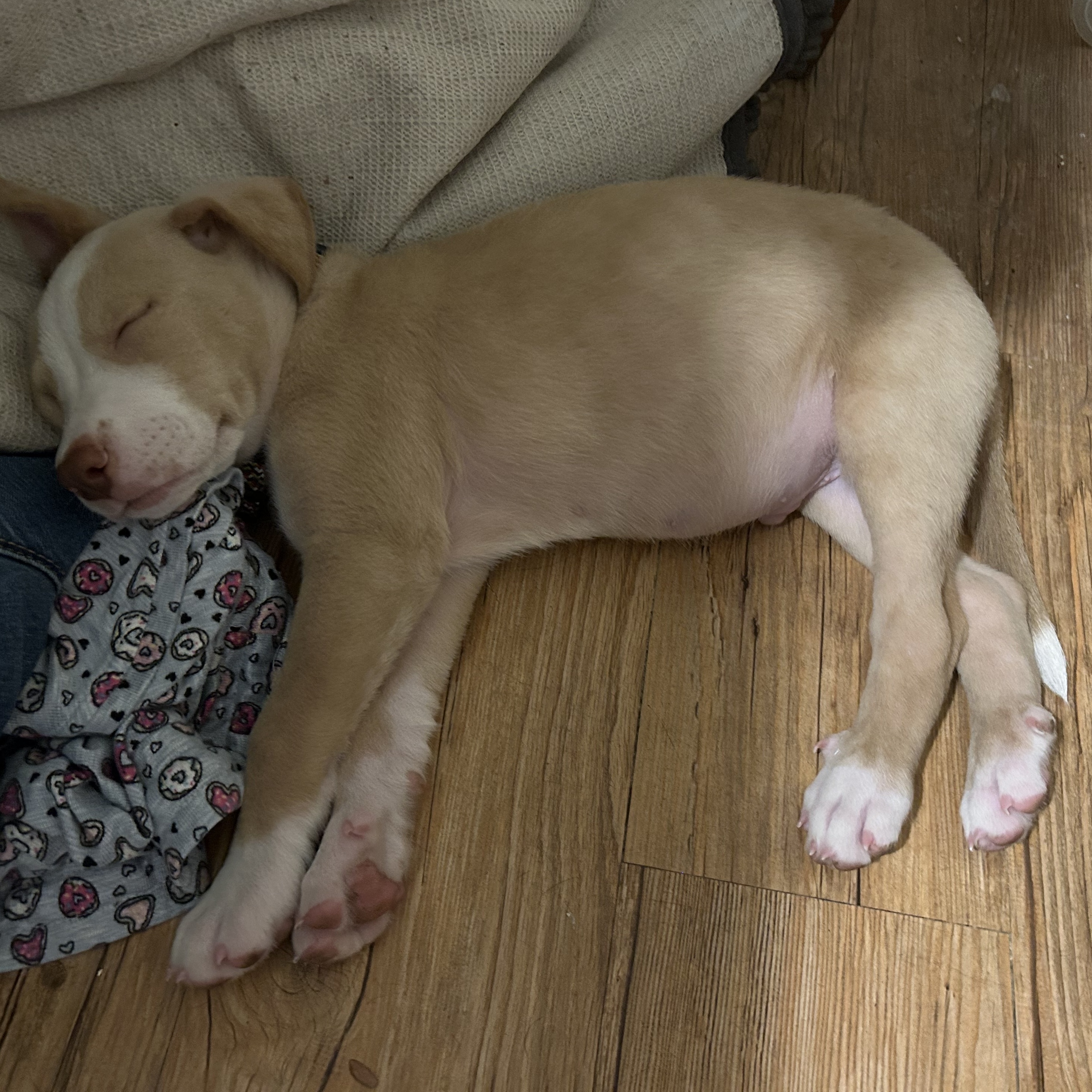 Dog for adoption Sandy Koufax, a Labrador Retriever & American Bully