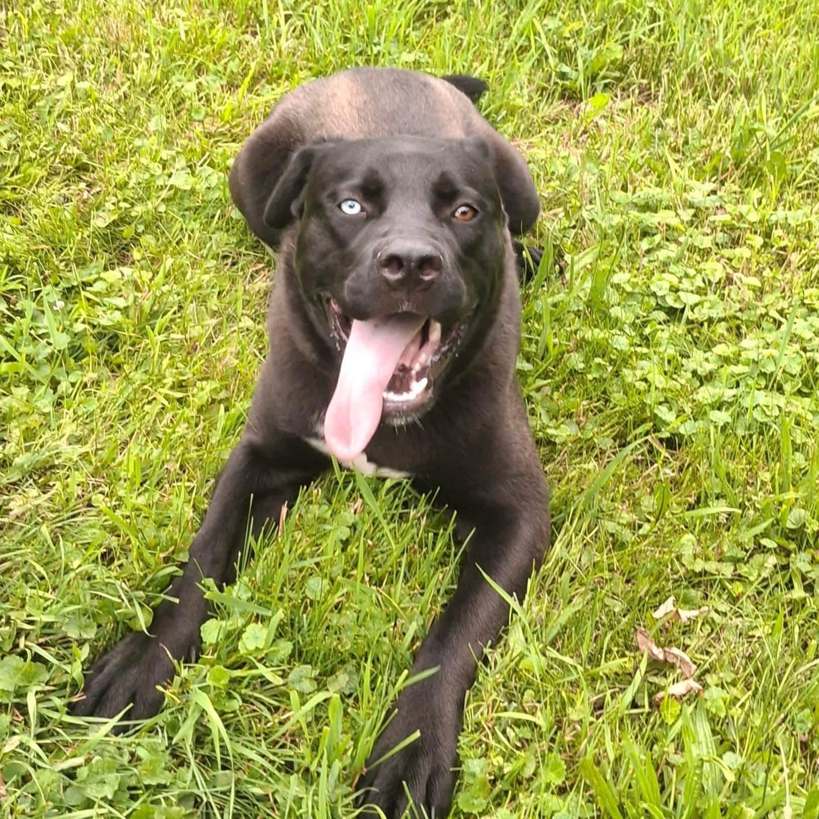 Iggy Pop DNA tested, Adoptable, Young Male Siberian Husky & Boerboel.