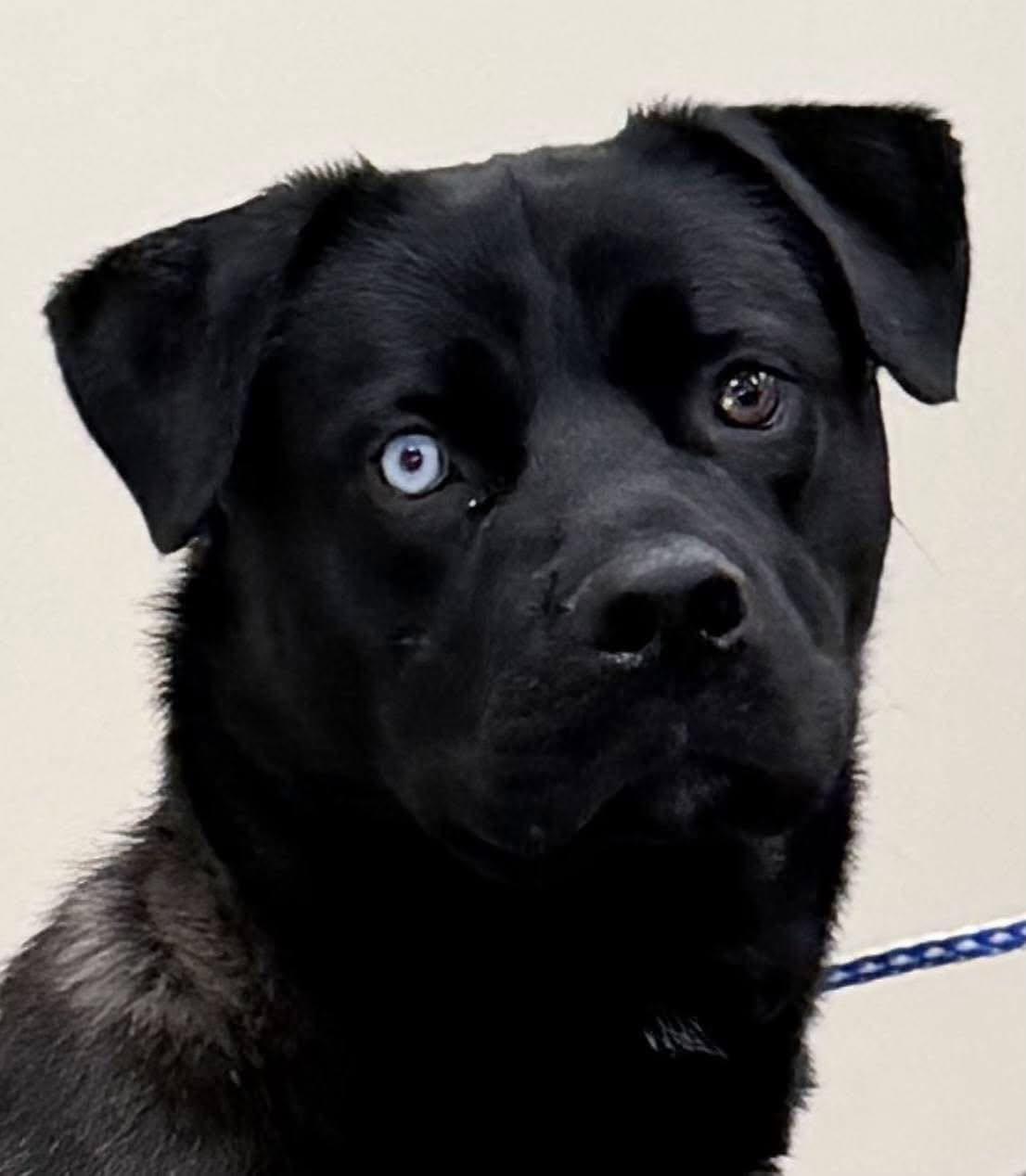 Enlarge Iggy Pop DNA tested, a Adoptable mixed breed in Port Huron, MI image 2/5