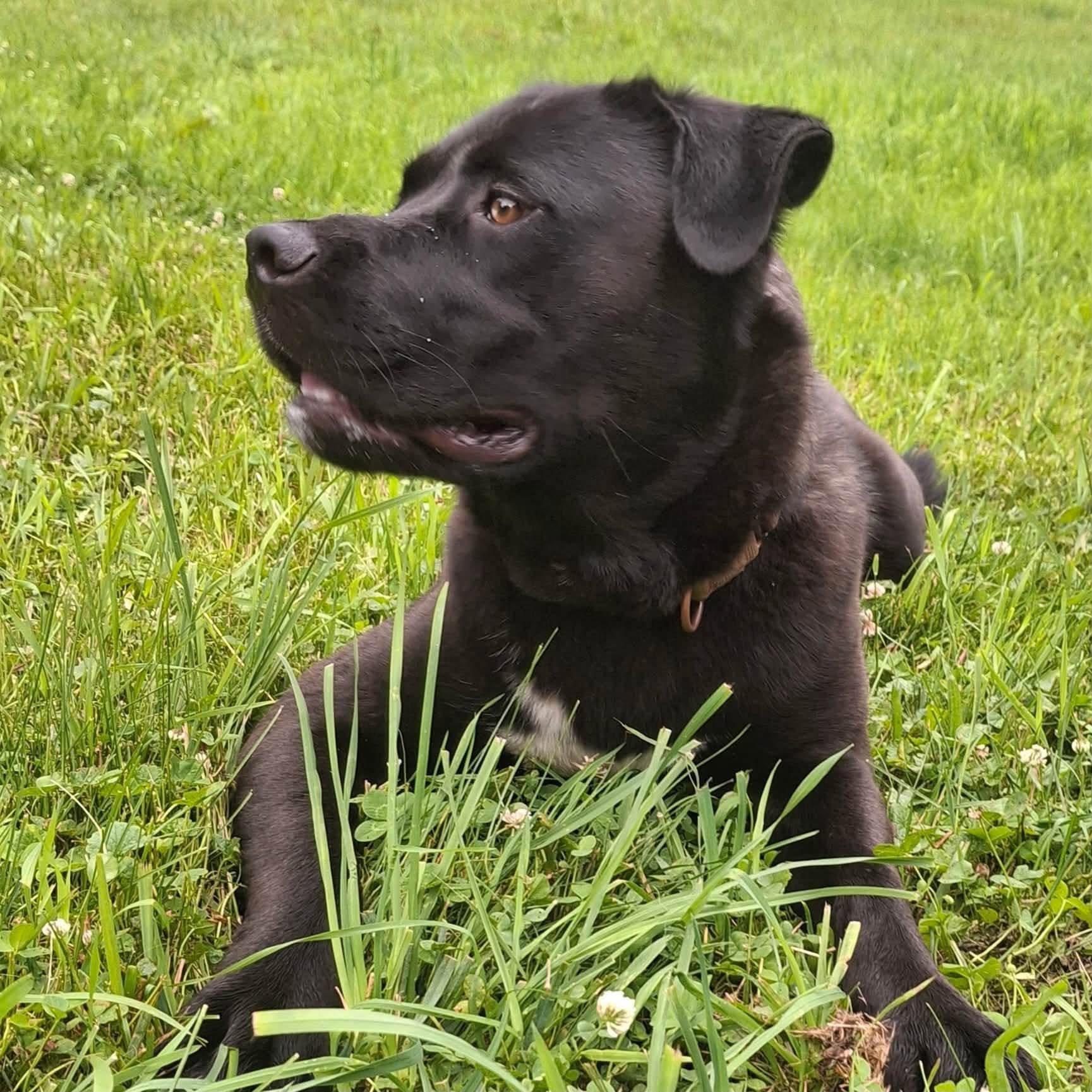 Enlarge Iggy Pop DNA tested, a Adoptable mixed breed in Port Huron, MI image 3/5