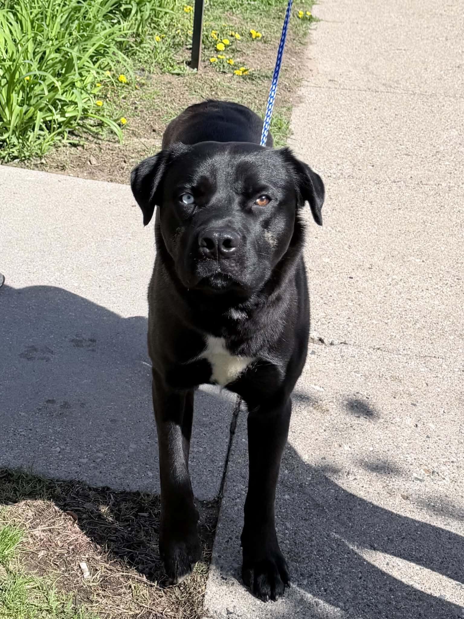 Enlarge Iggy Pop DNA tested, a Adoptable mixed breed in Port Huron, MI image 5/5