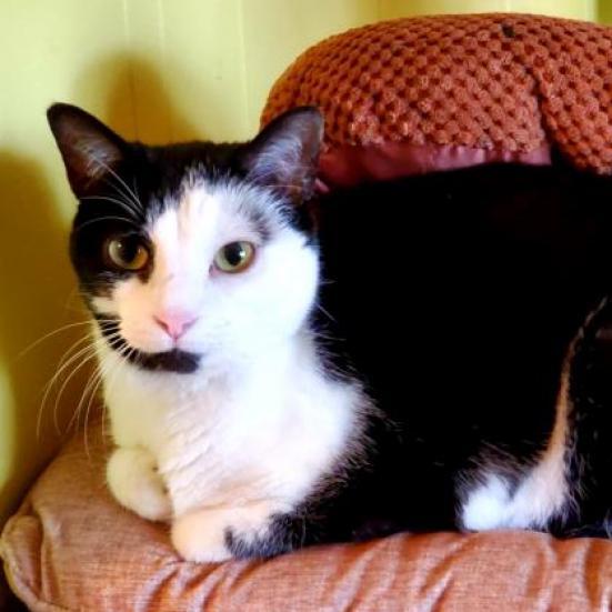 Enlarge Lucy, a Adoptable mixed breed in Lexington, SC image 1/5