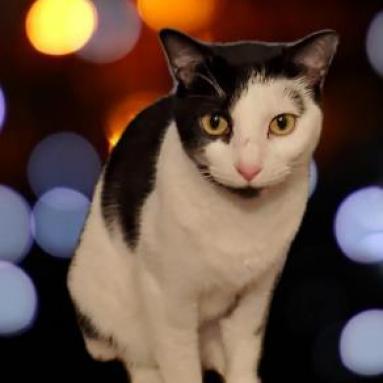 Enlarge Lucy, a Adoptable mixed breed in Lexington, SC image 3/5