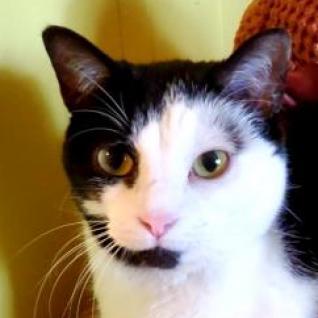 Enlarge Lucy, a Adoptable mixed breed in Lexington, SC image 4/5