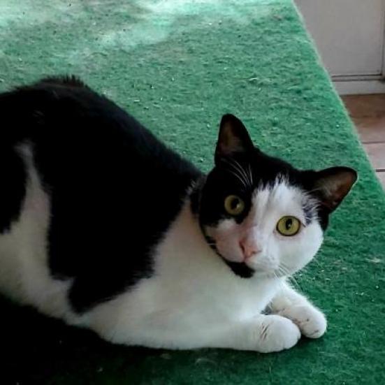 Enlarge Lucy, a Adoptable mixed breed in Lexington, SC image 5/5