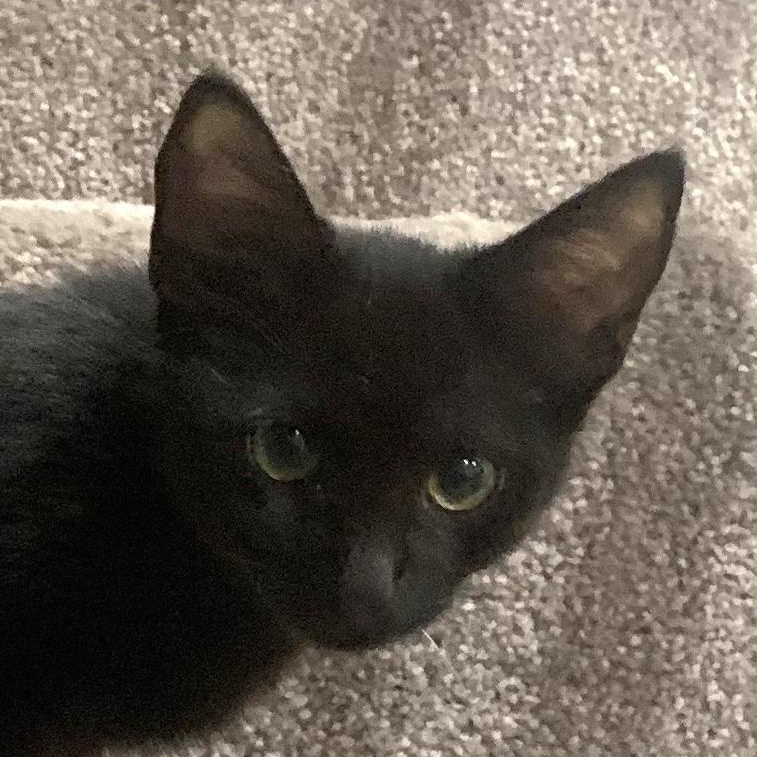 Dill (A132152) Domestic Short Hair Cat